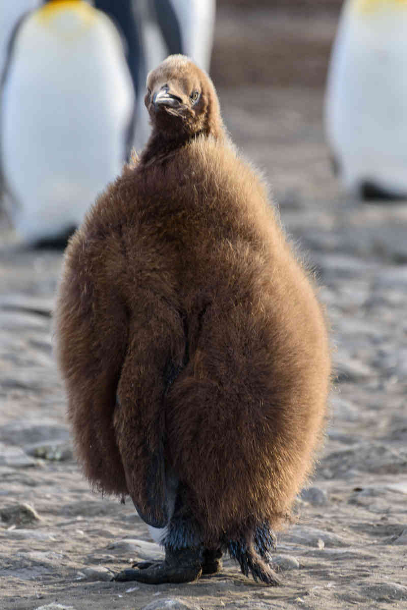 Pingüino Rey - islas Georgias del Sur 041.jpg
